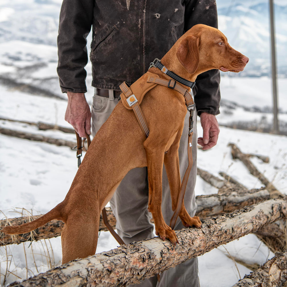 Carhartt No Pull Harness quick-control handle for precise leash guidance.