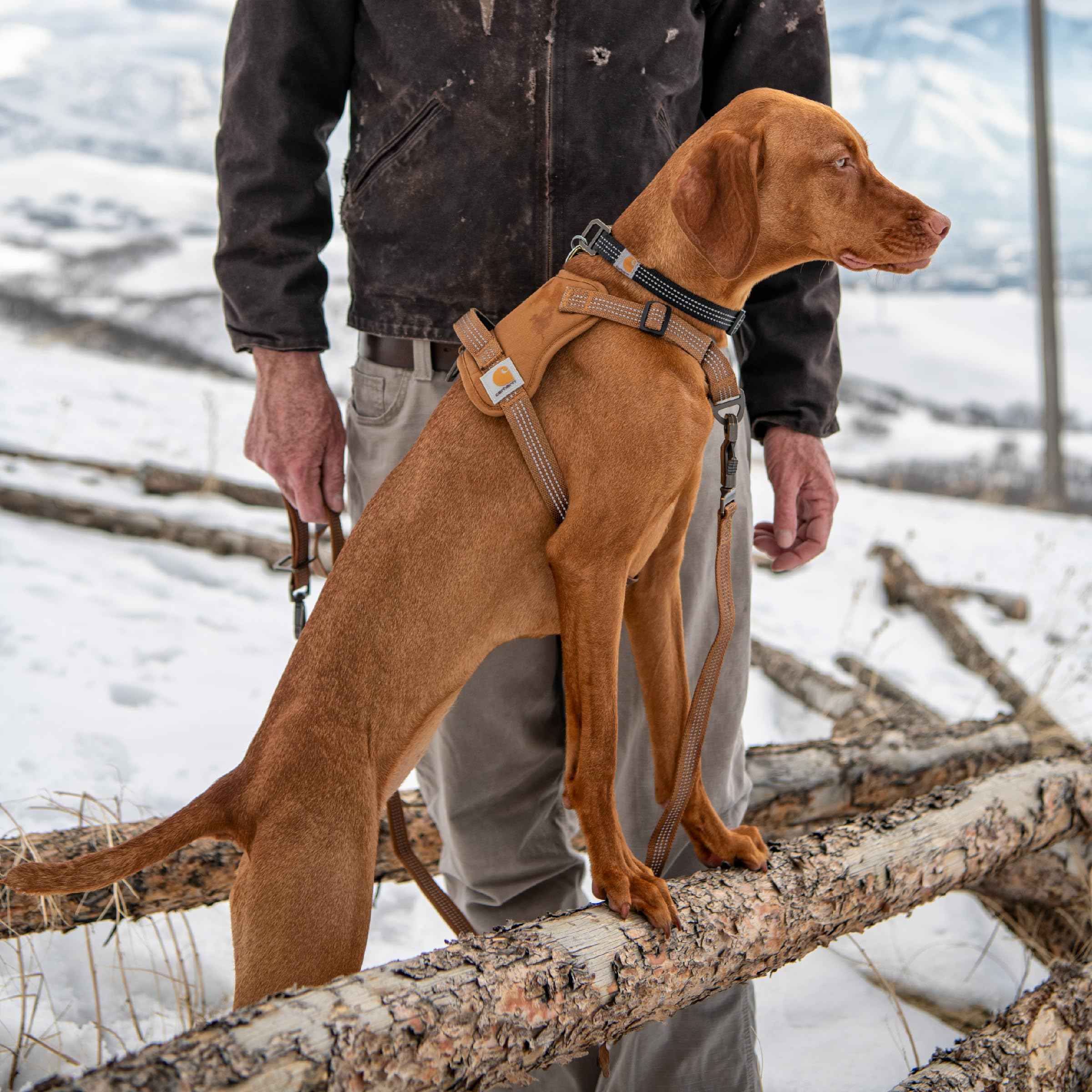 Carhartt No Pull Harness sizing chart helps find the right fit for every dog