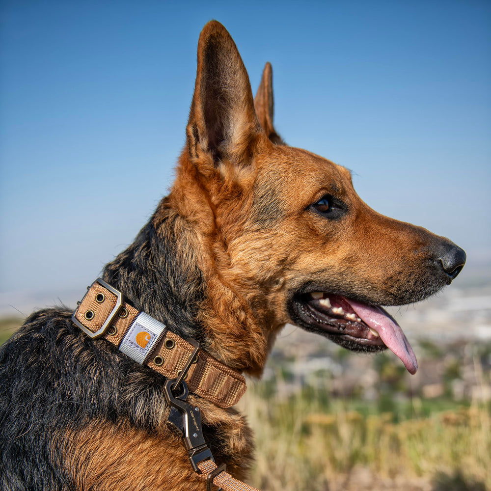 Carhartt Pet collar walking-training use demonstrates versatile daily wear and control