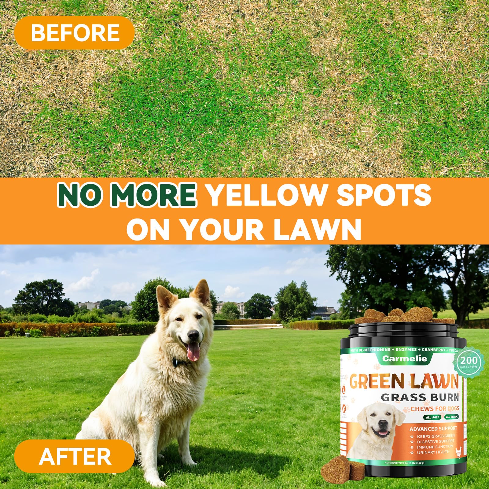 Carmelie Grass Burn Spot Chews dog taking a chew during walk supports urinary health