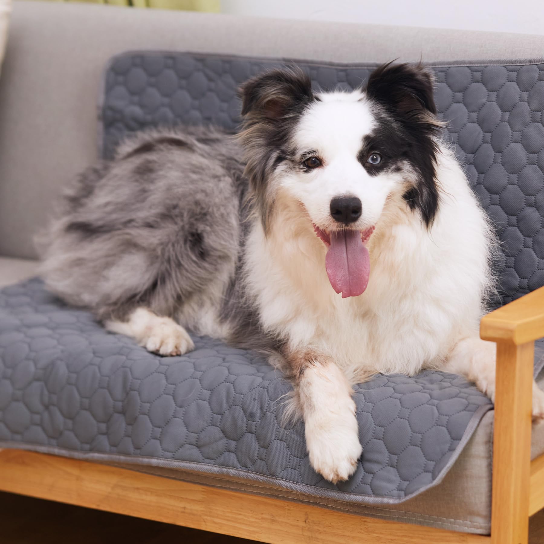 Casa Paw washable pee pad in floor use protecting surfaces.