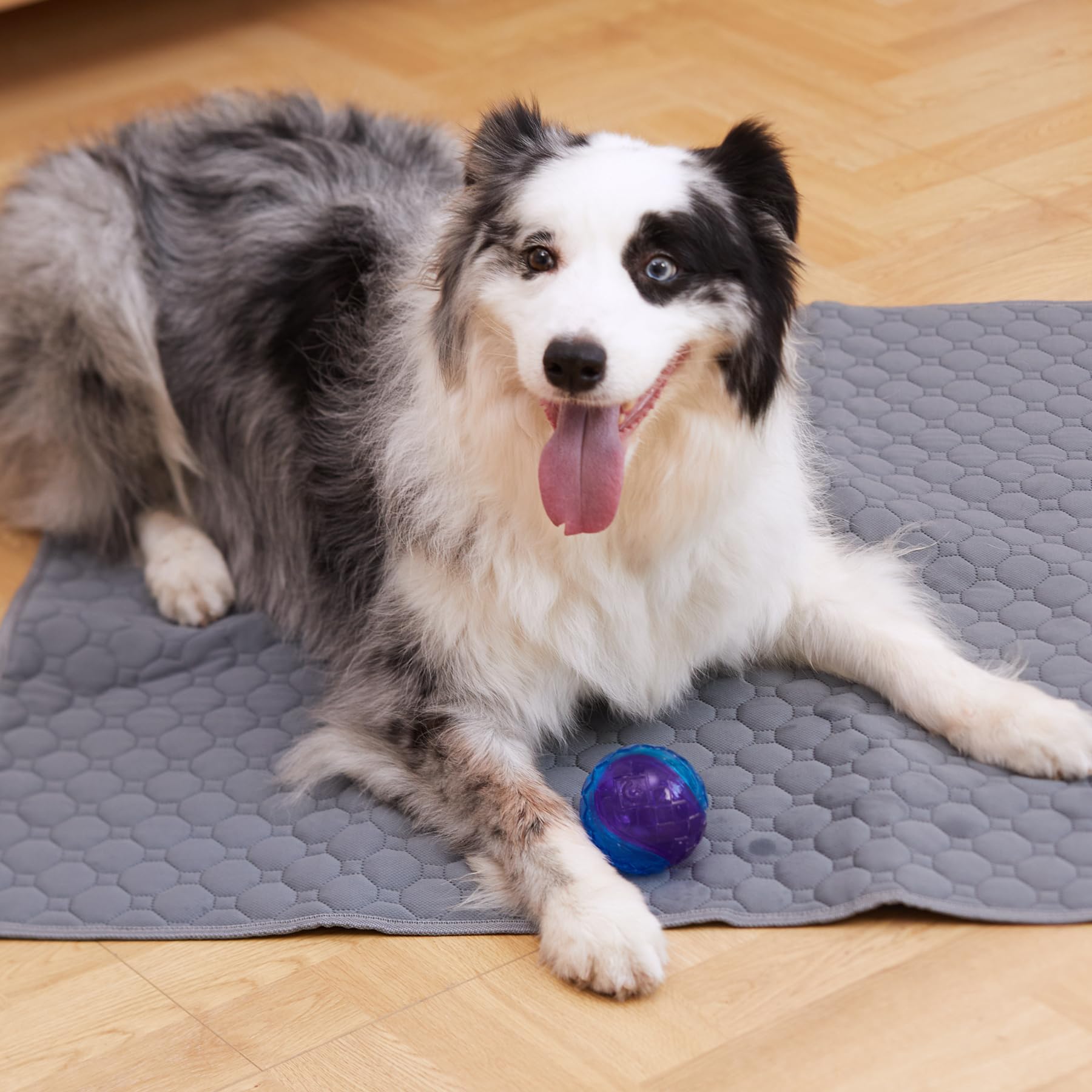 Casa Paw washable pee pad travel foldable for on-the-go training.