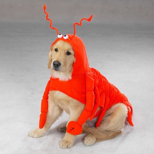 Casual Canine Lobster Paws dog costume side view shows secure closures for easy dressing on small dogs.
