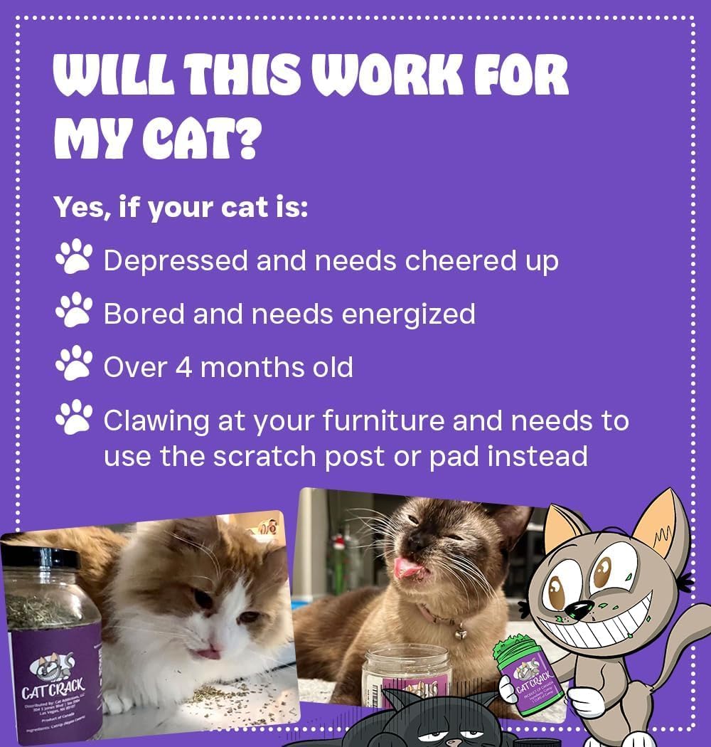Cat Crack muestra a un gato jugando, destacando su uso lúdico.
