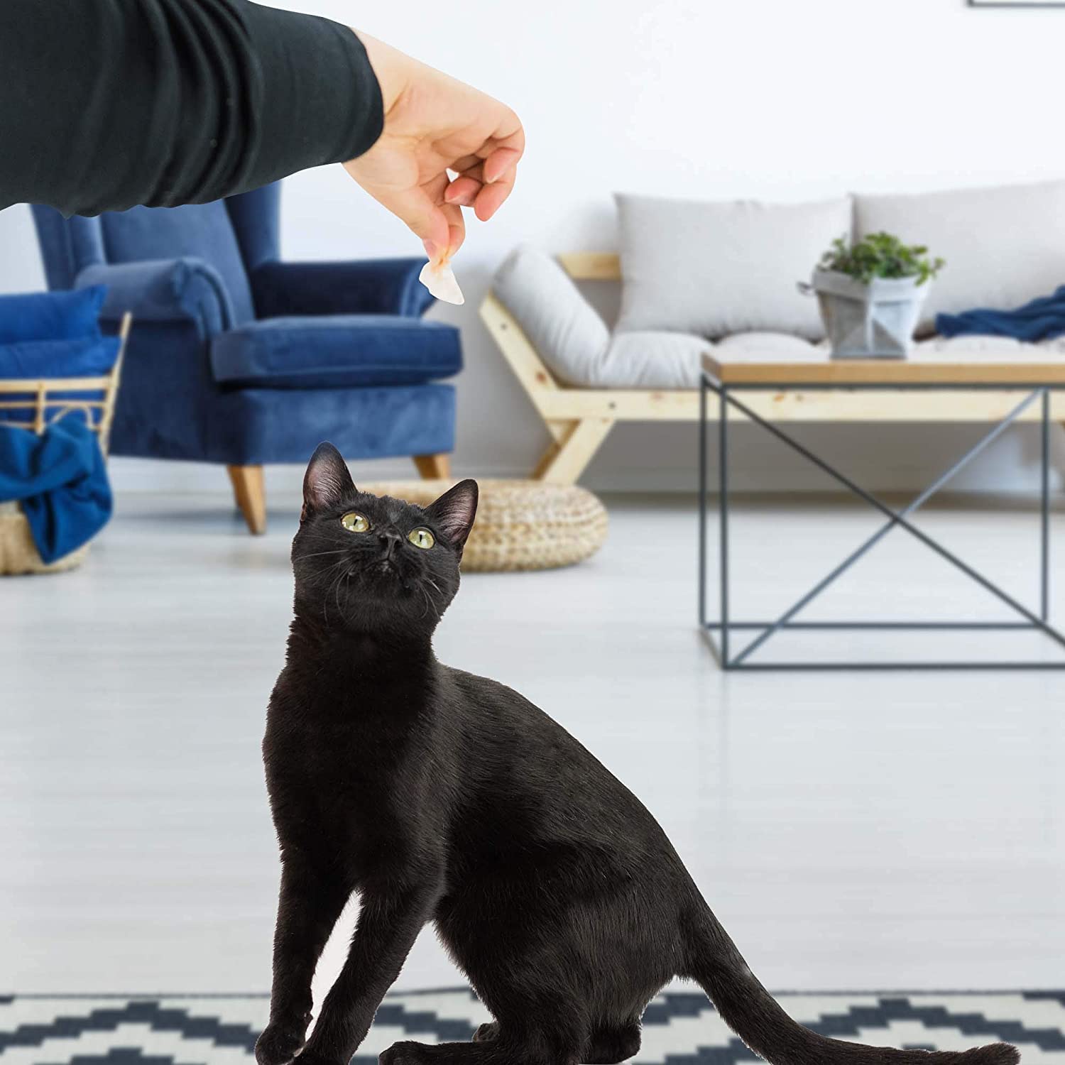 Cat-Man-Doo bonito flakes on a feeding dish demonstrate versatile use for dogs and cats