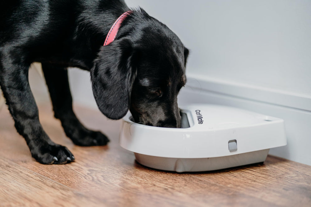 Cat Mate C300 dishwasher-safe bowls and lid for easy cleaning.