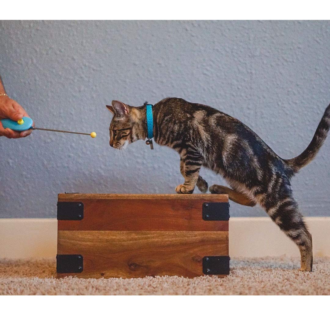 CAT SCHOOL Clicker Training Kit cat training in action during a session