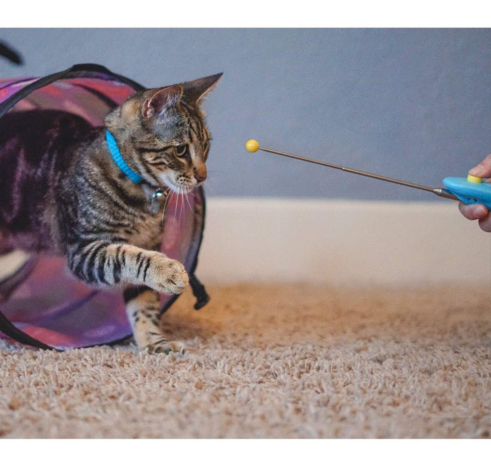 CAT SCHOOL Clicker Training Kit ring attachment on the quiet clicker