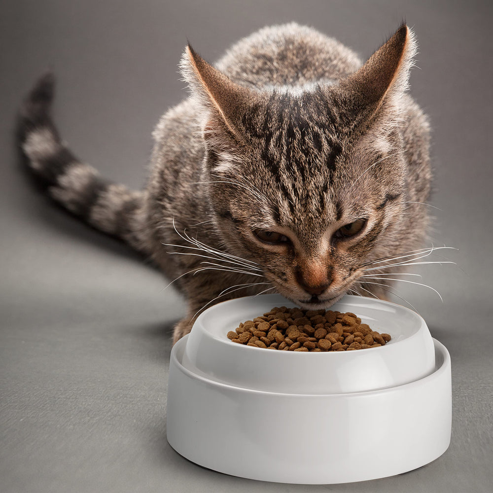 CatGuru 6.6-inch bowl sized for small to mid-sized cats.