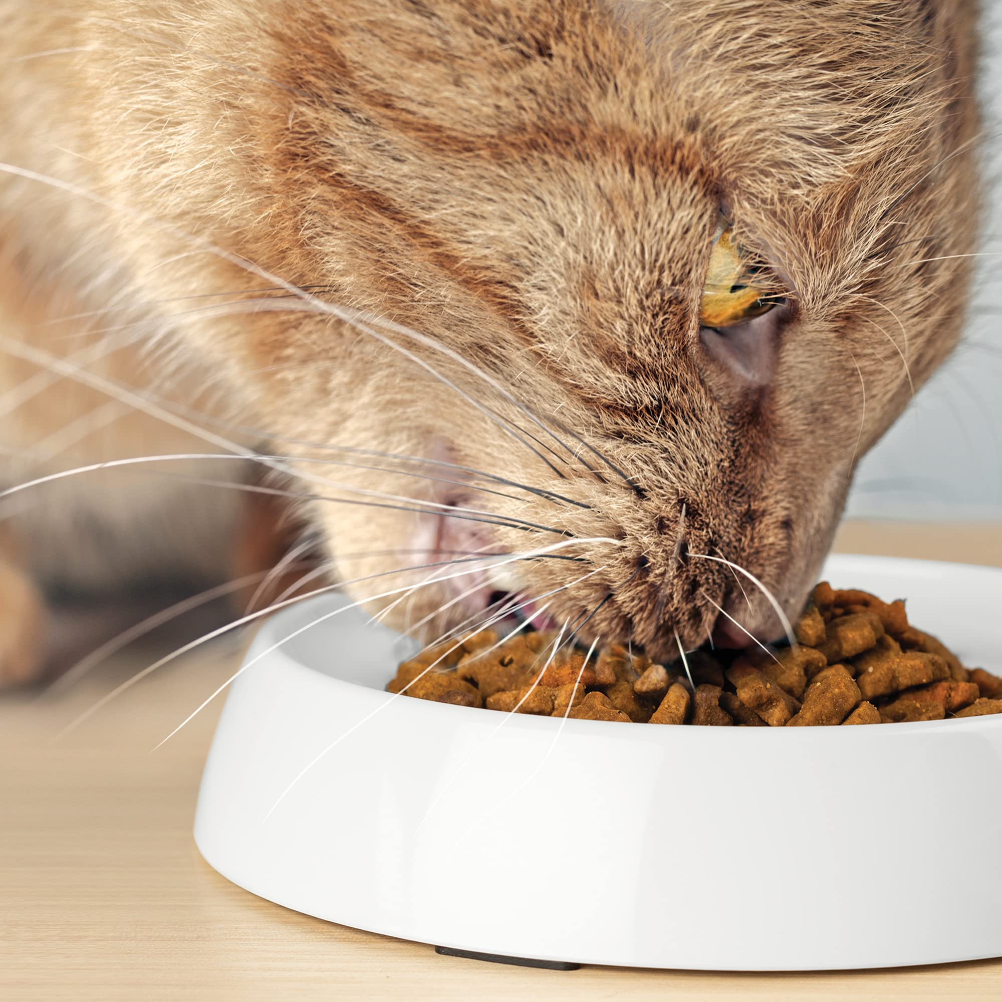 CatGuru shallow dish dimensions 6.6 by 6.6 inches on flat surface