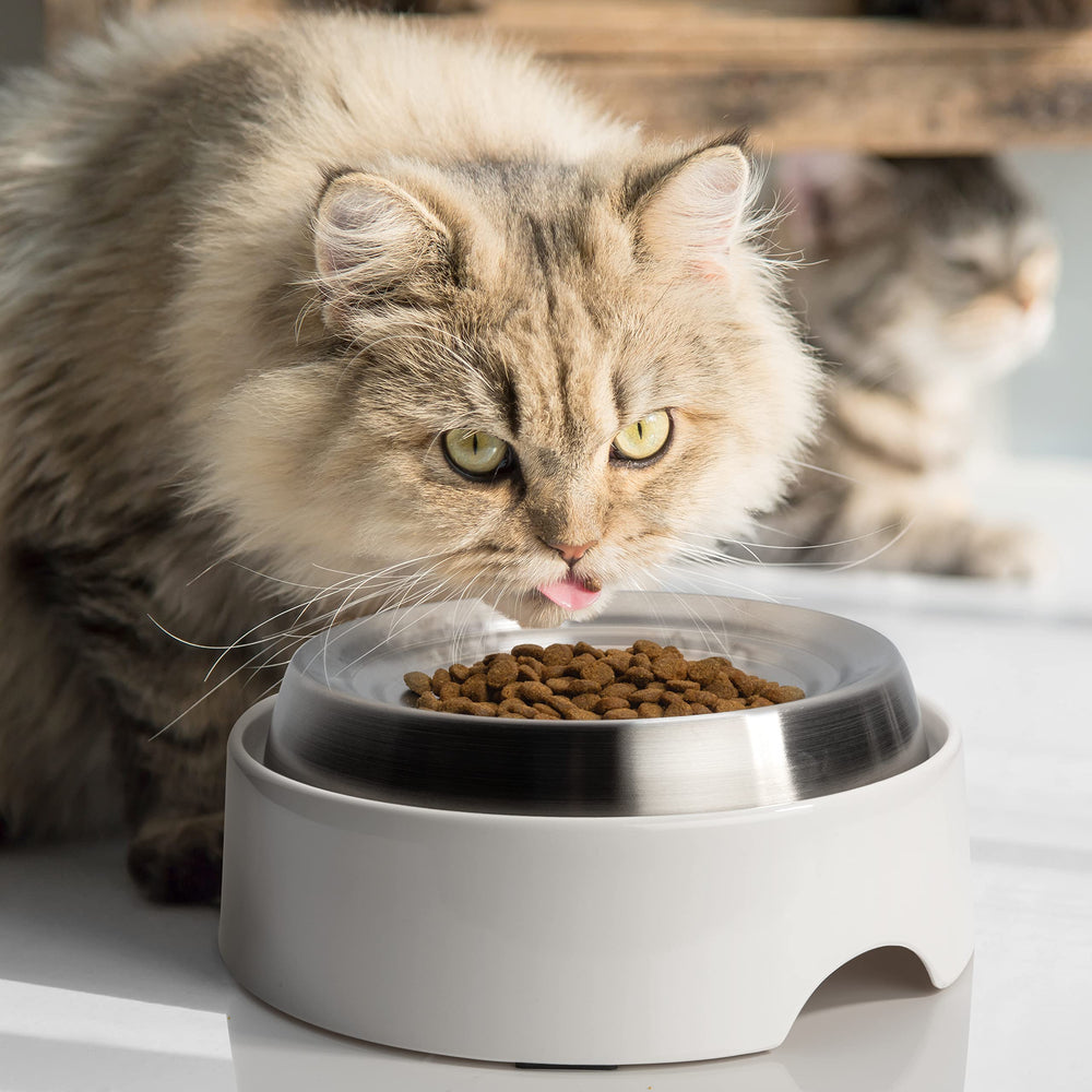 CatGuru for indoor cats shows safe, shallow design for whisker-friendly dining.
