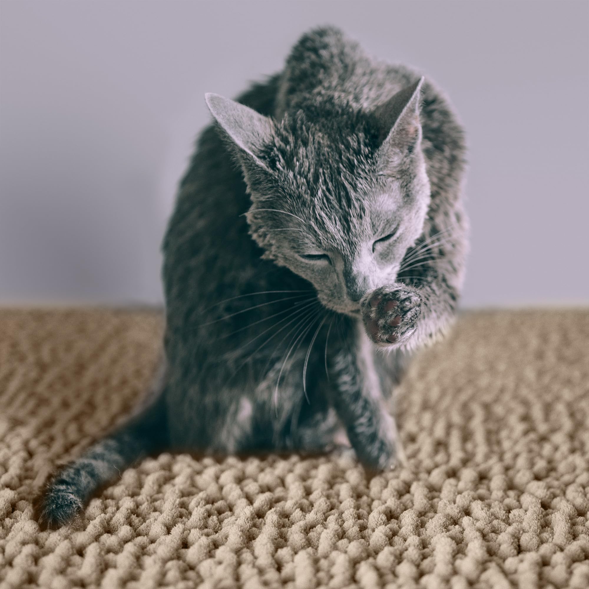 CatGuru litter mat folds for quick shake-out and easy cleaning.