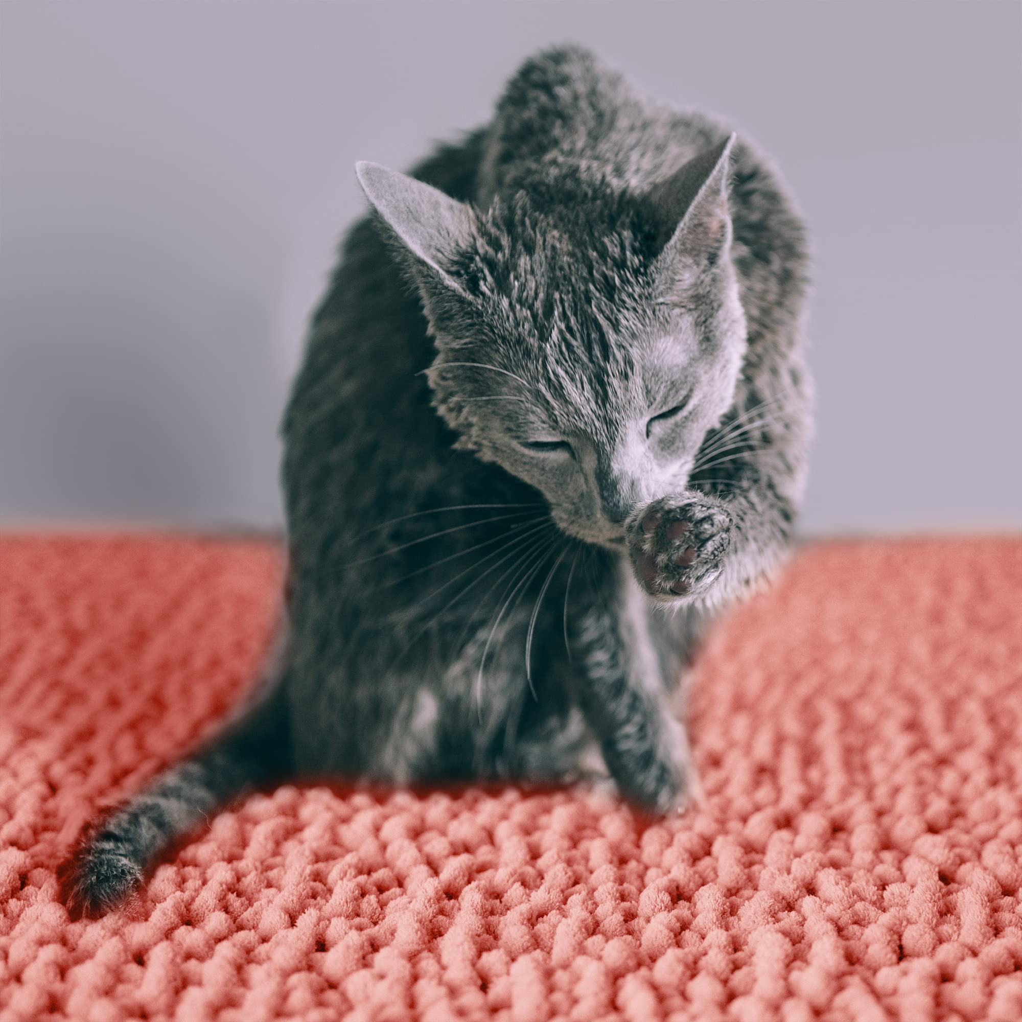 CatGuru litter mat is machine washable for easy cleanup