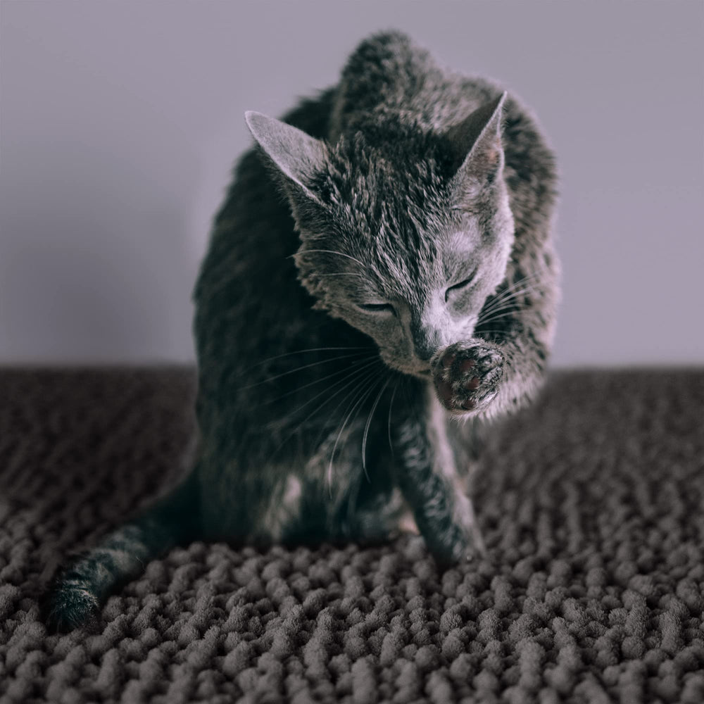 CatGuru Litter Mat medium 24x20 fits most litter boxes.