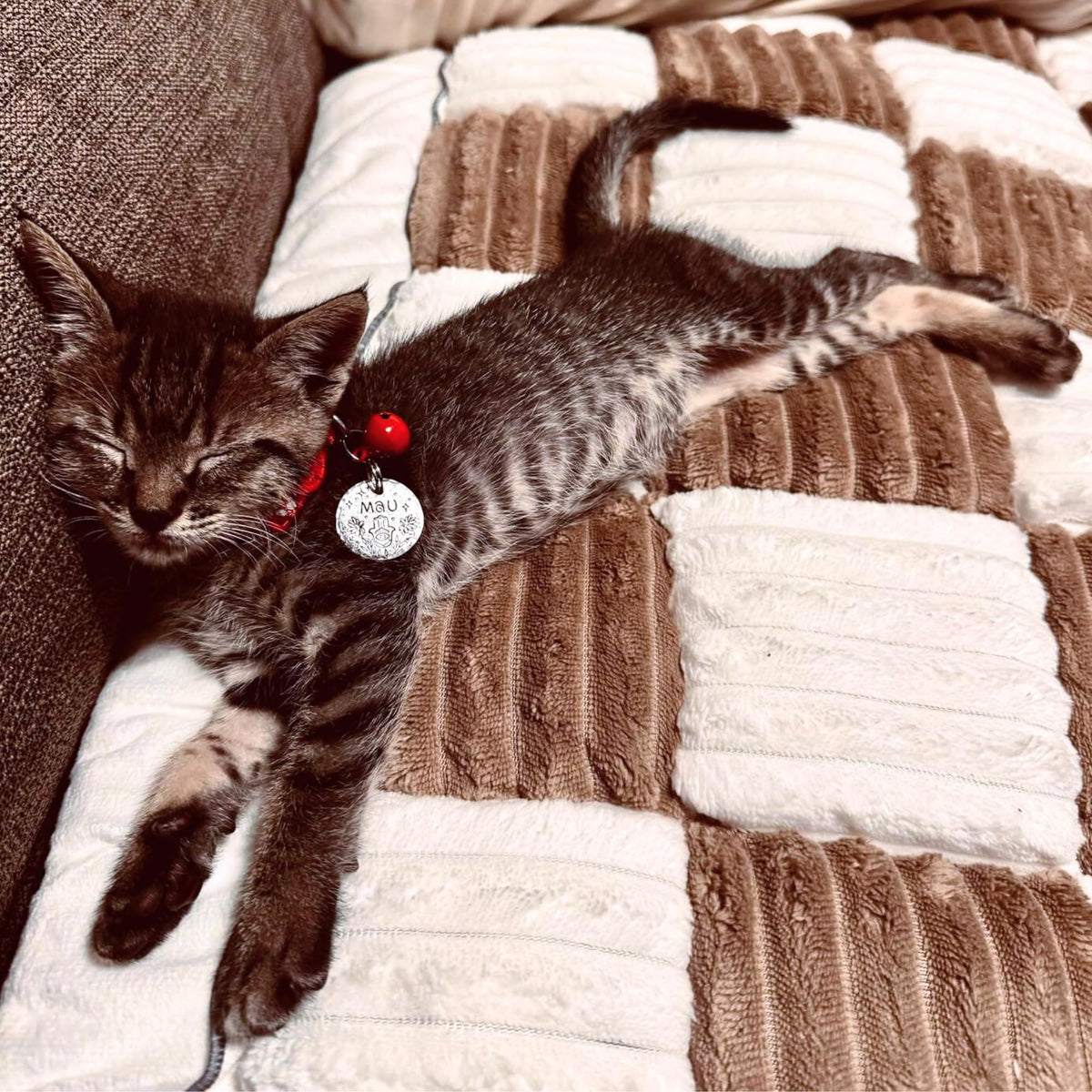 Cattasaurus washable couch cover on a three-cushion sofa protects from fur and spills.