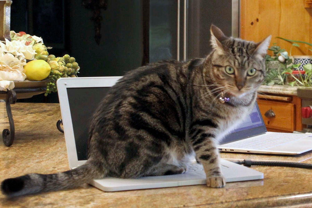 Cattop cat laptop toy includes simple power button tip for easy use.