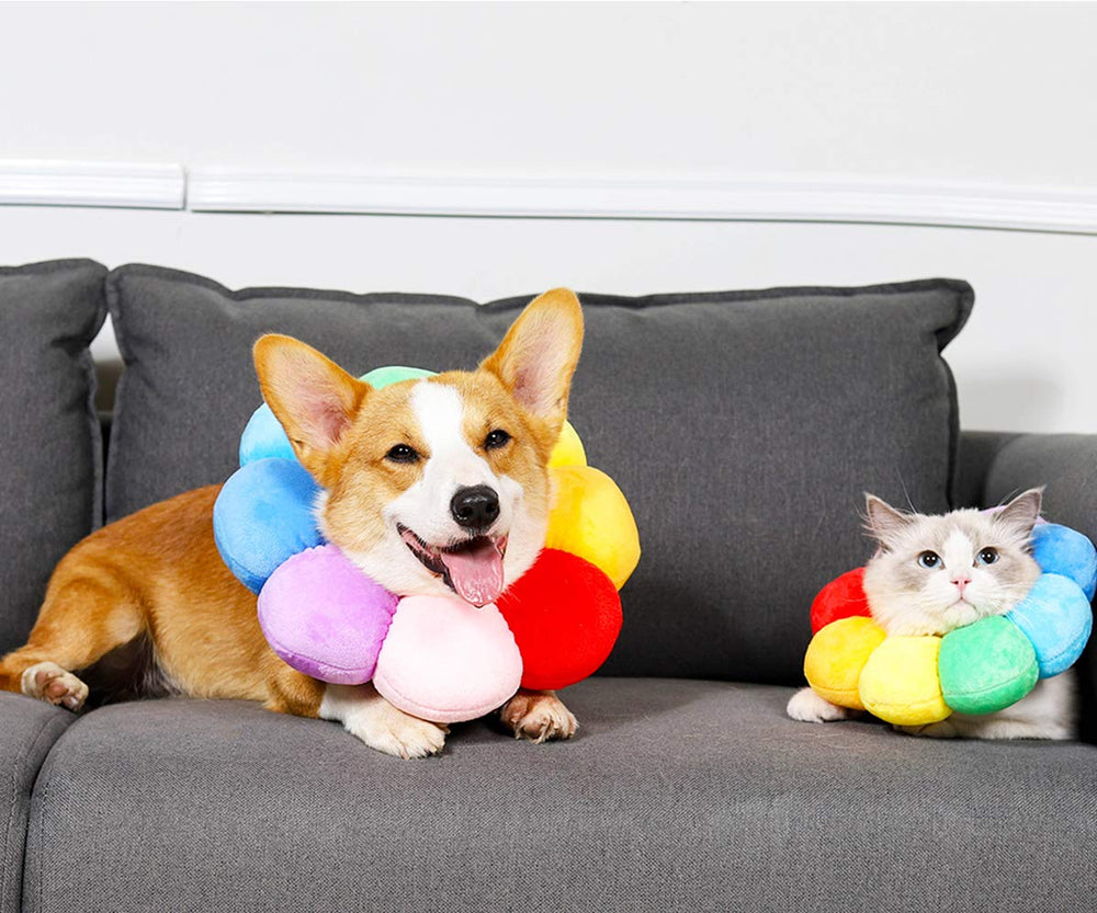ccypet recovery collar in-use eating-drinking-sleep scenarios show pets maintain normal activities