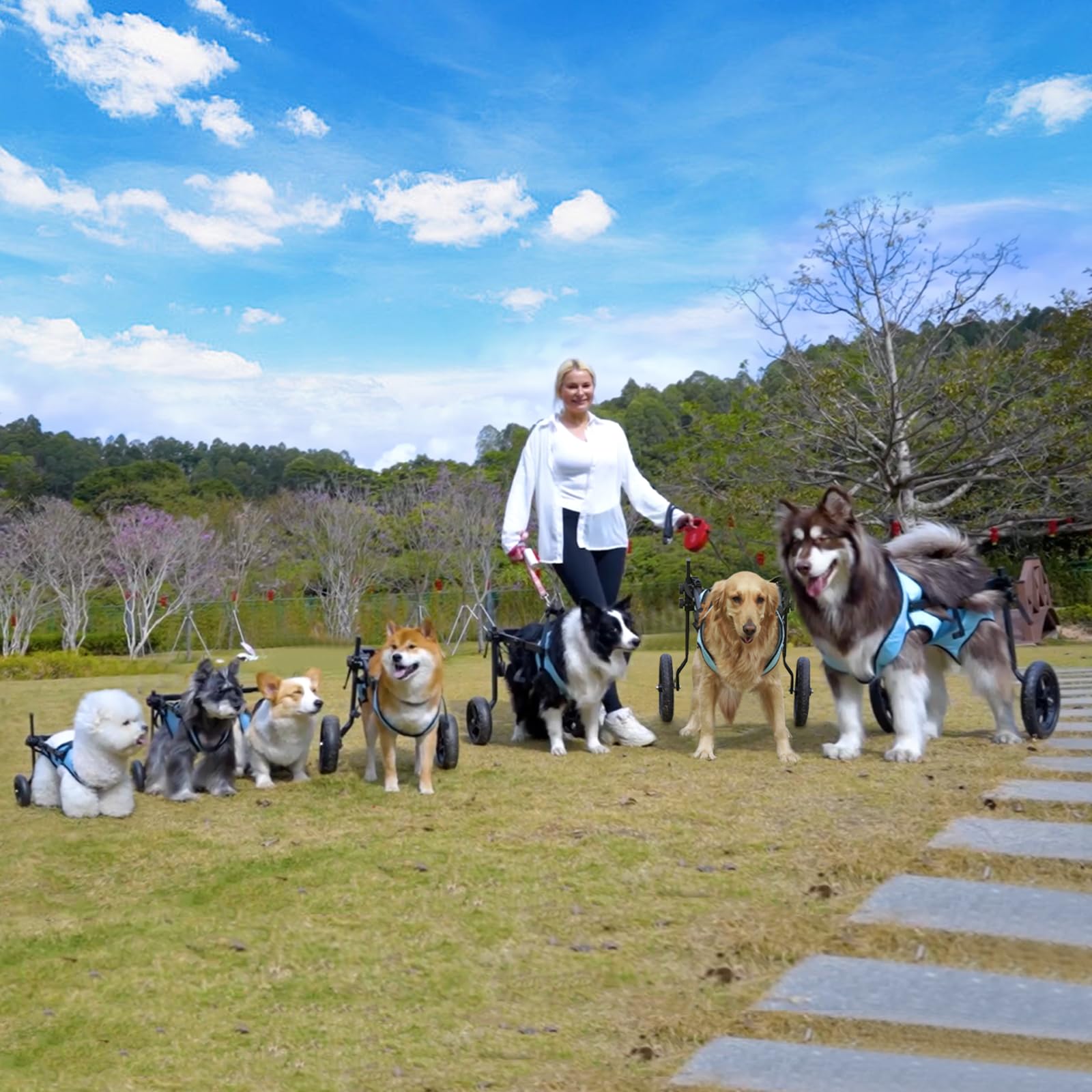 Celestaura dog wheelchair size chart guide for accurate fit