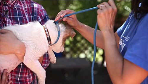 Cesar Millan slip lead leash close-up handle showing heat-sealed rubber sleeve grip