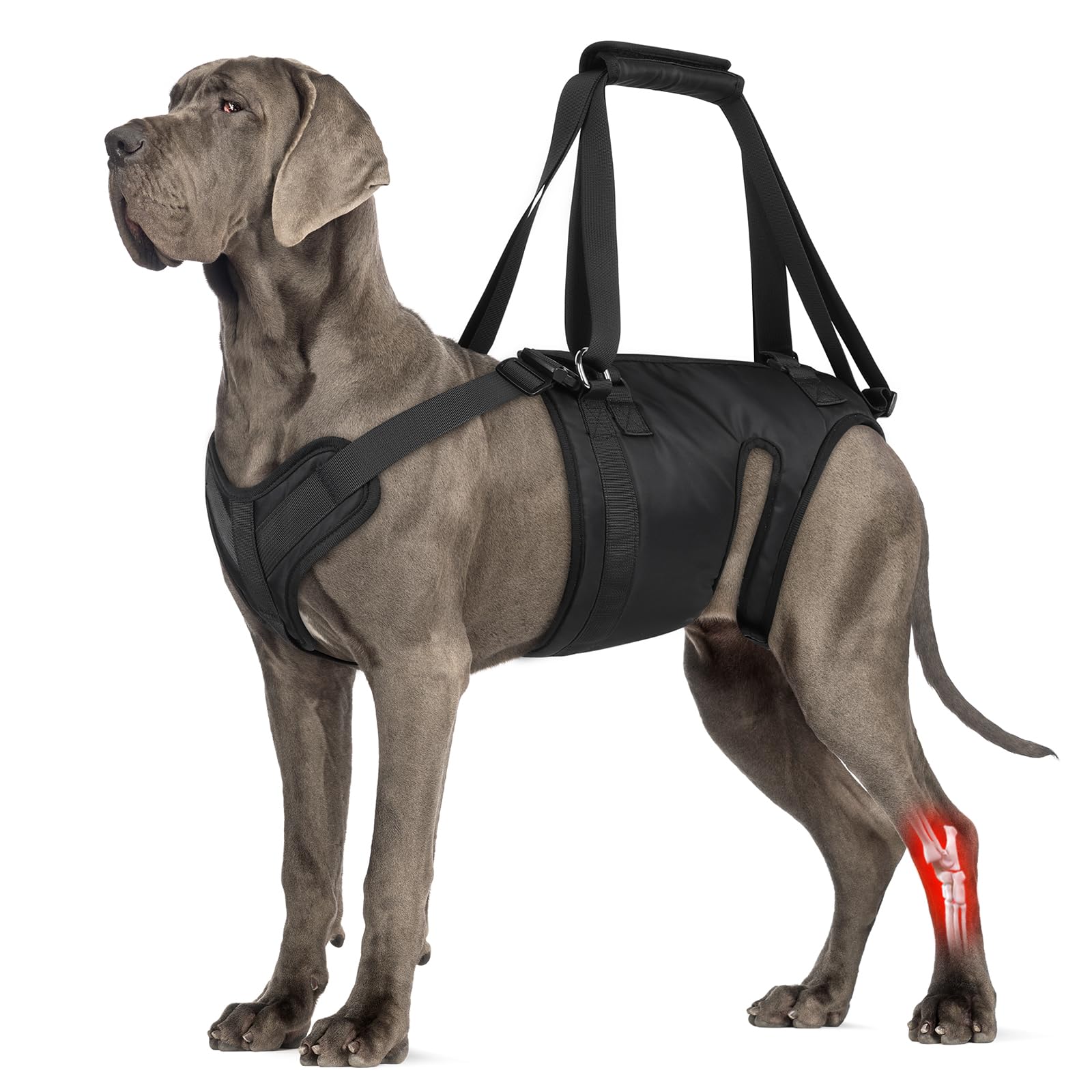 ChalkLit Dog Lift Harness front view helps secure mobility for seniors during assisted transfers.