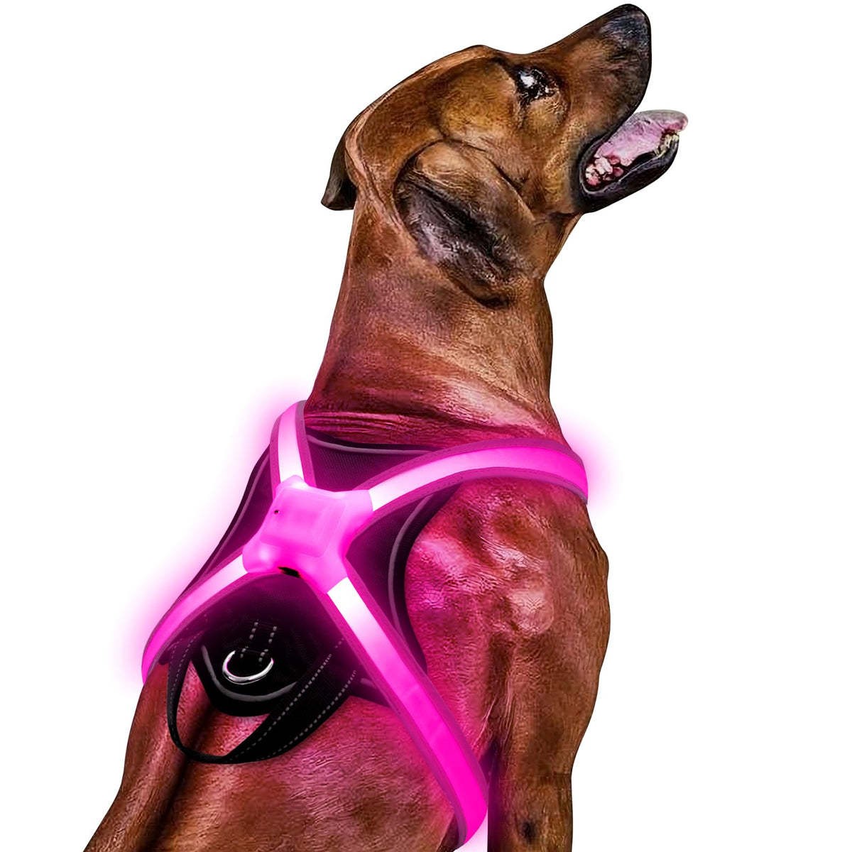 ChalkLit light-up dog harness front view with multicolor LEDs for safer night walks.