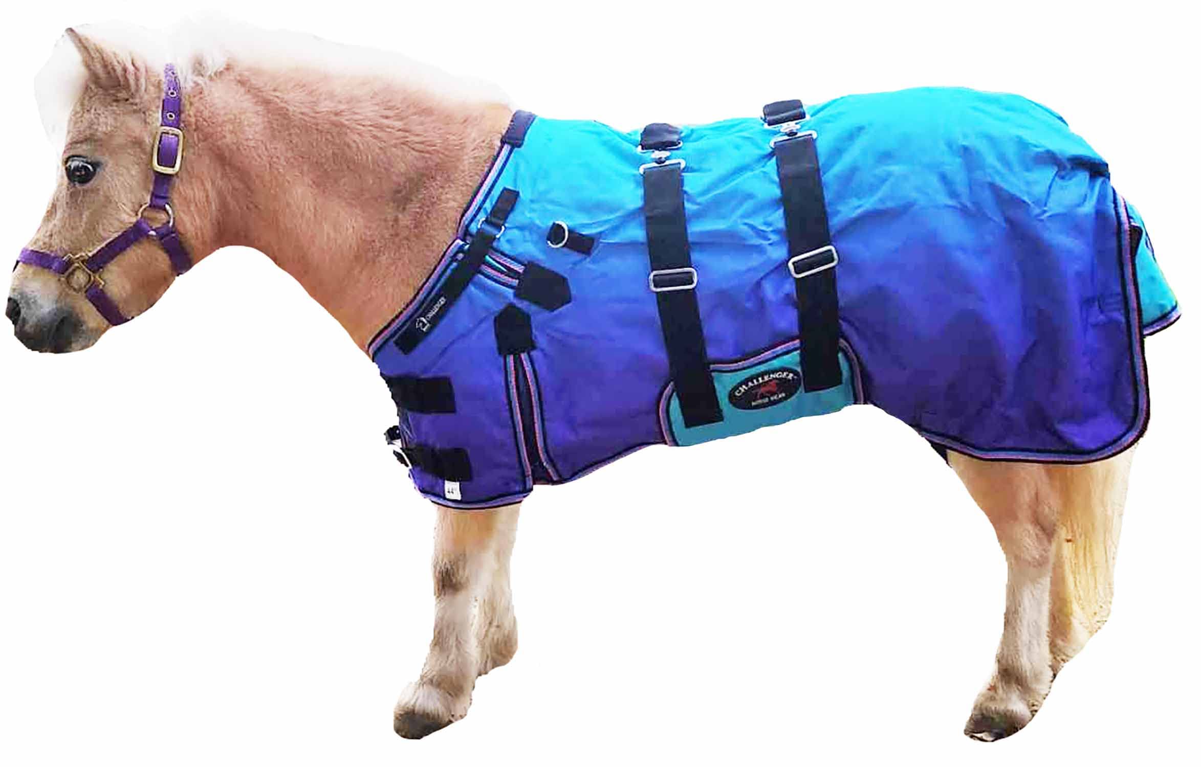 CHALLENGER 36in foal blanket front view keeps miniature horse dry and warm