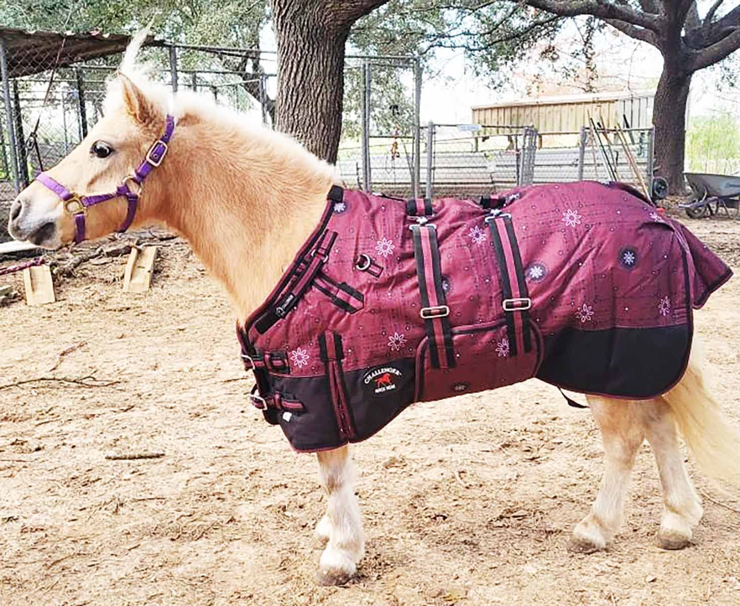CHALLENGER shoulder gussets enable better mobility for miniature horses during movement.