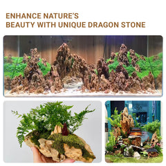 ChaoLeHo Dragon Stone porous-surface highlights breathable texture for plants.