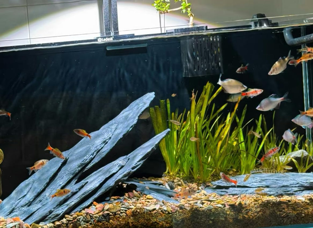 ChaoLeHo slate rocks gift pack enhances pet habitats.