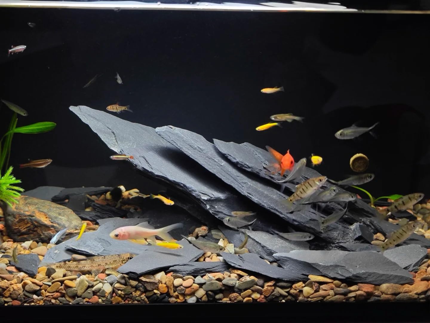 ChaoLeHo slate rocks for reptile habitat provide secure enrichment.