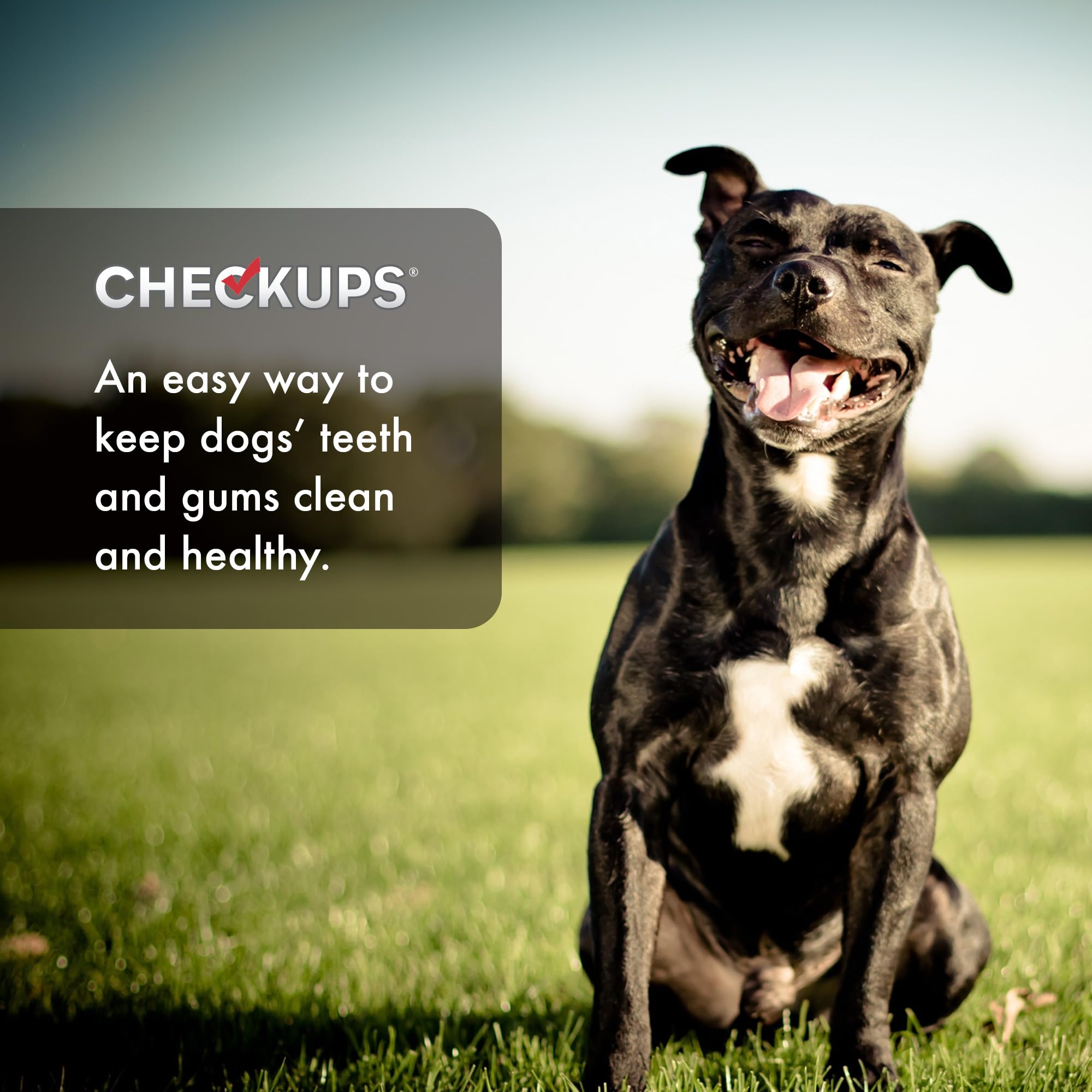 Checkups Dental Dog Treats in a bowl ideal for routine dental sessions.