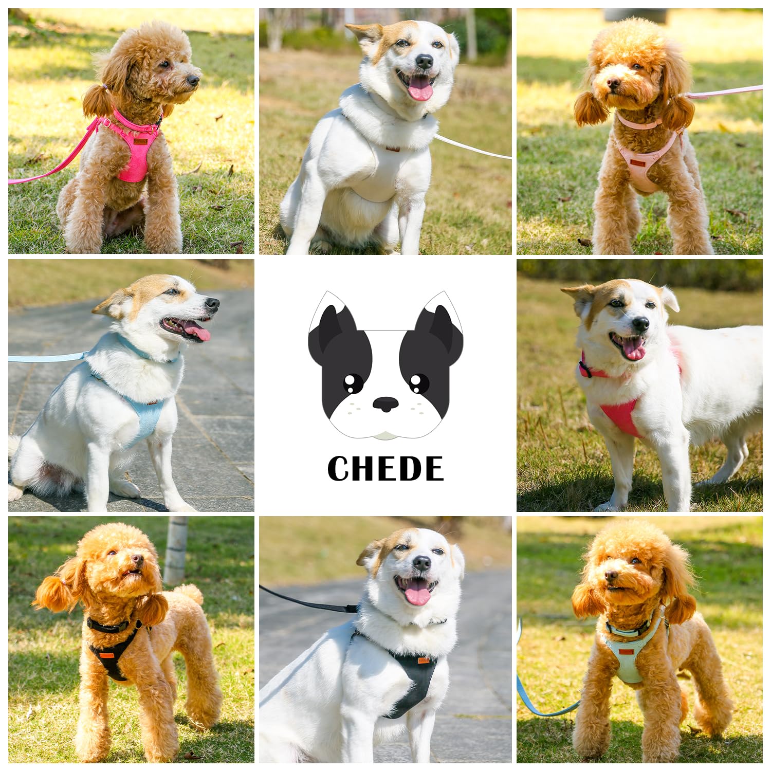 Chede dog-walking scene shows adjustable fit during jog or hike