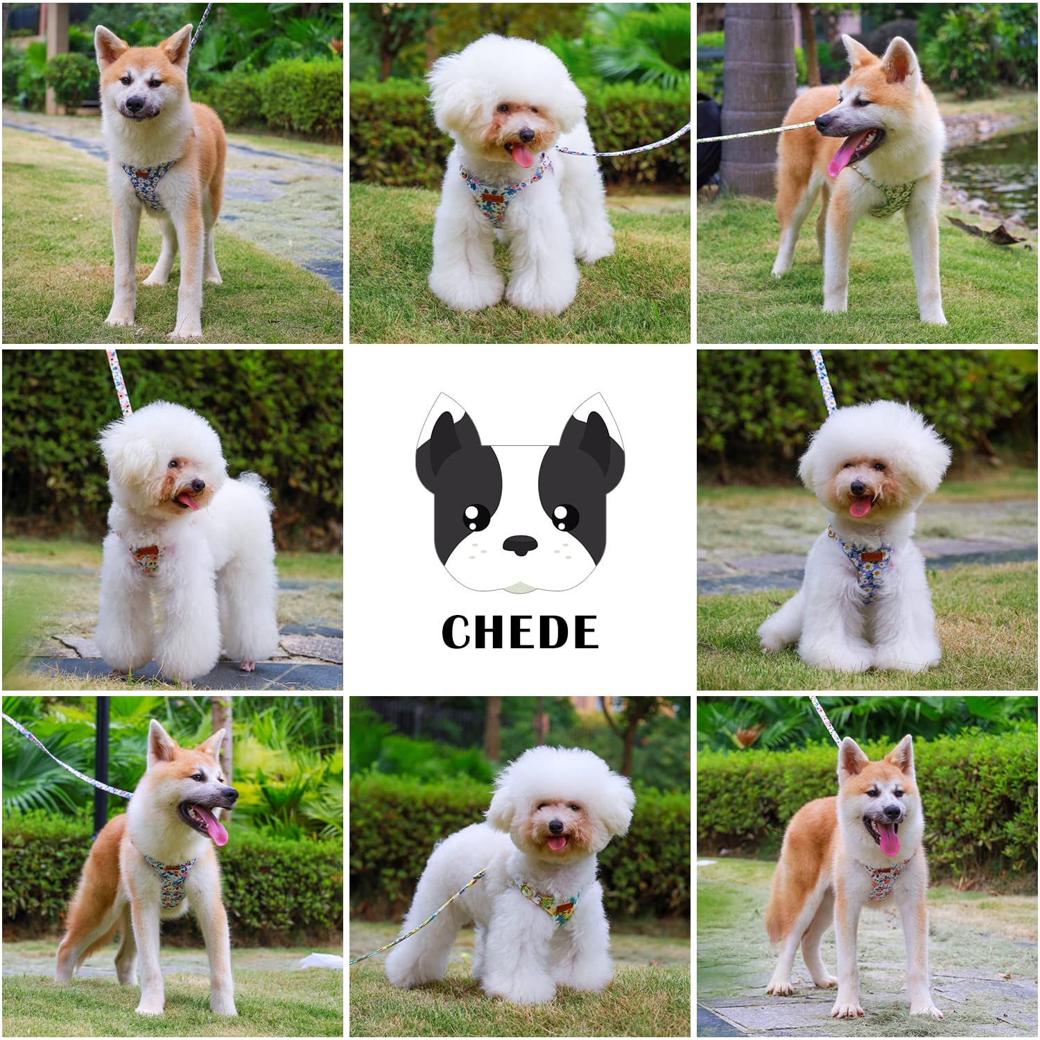 Chede No Pull floral pattern harness on dog-walk demonstrates easy-on-off design.