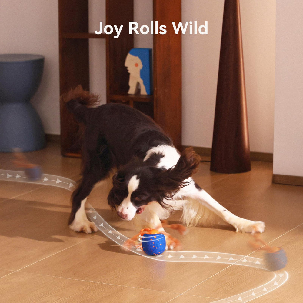 Cheerble Wicked Ball Rolly interactive play in action for balanced dog enrichment.