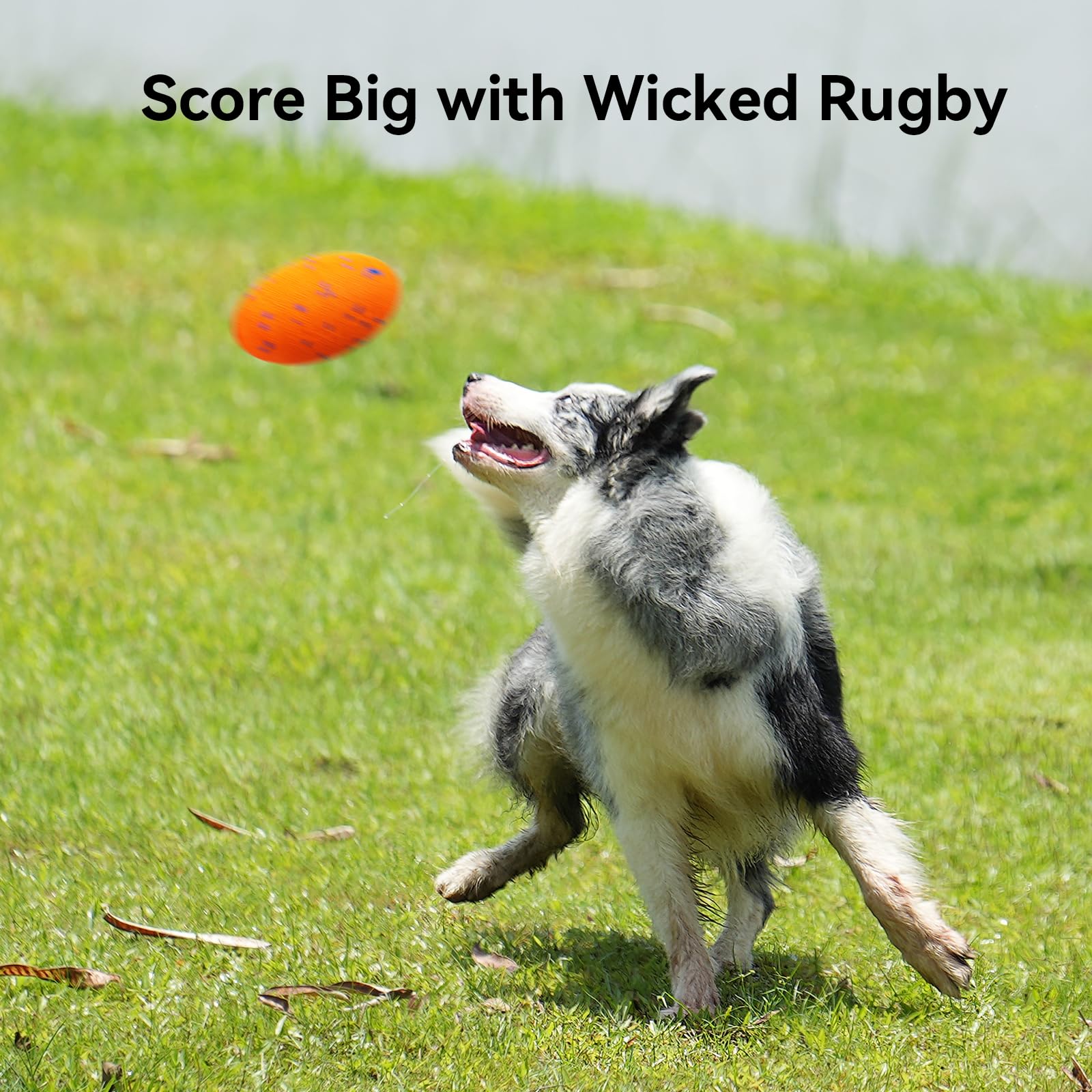 Cheerble Wicked Rugby dog play session showing fetch and chase in action.