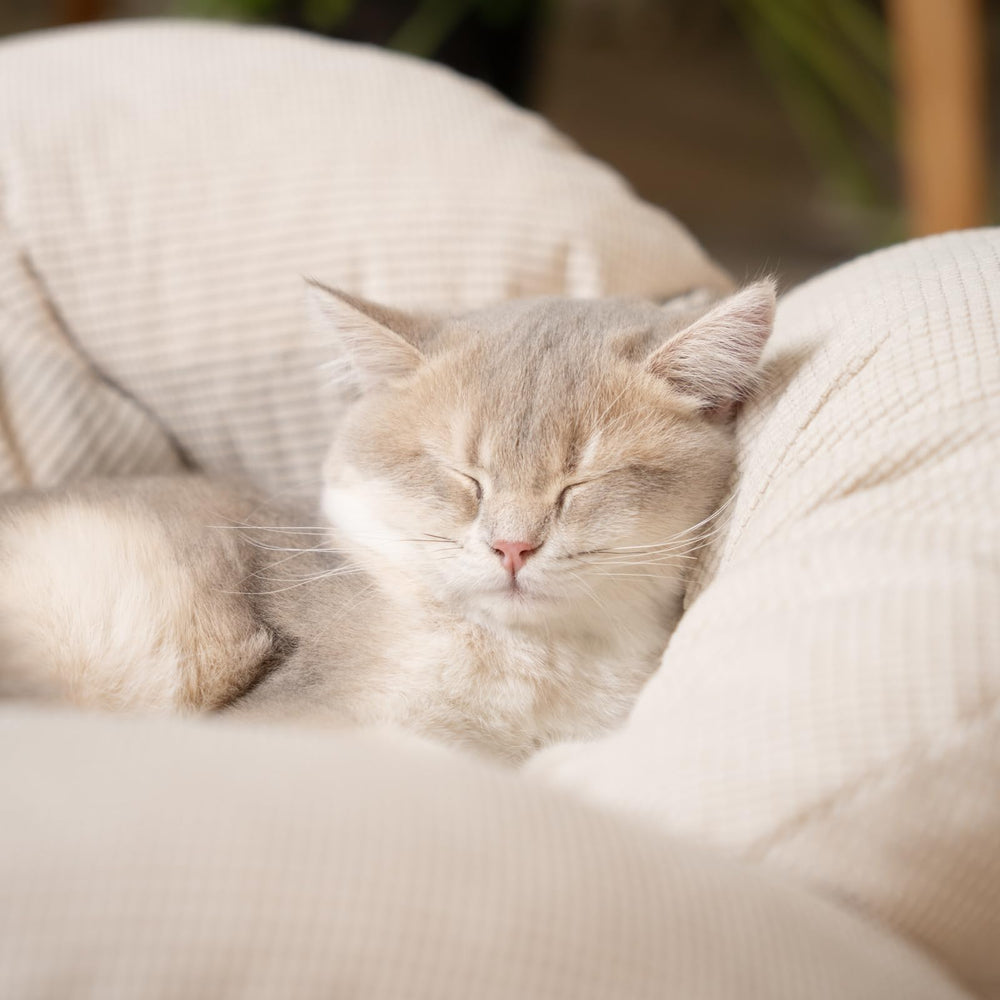CHEERHOME PETS supports up to 40 pounds for cats and small dogs.