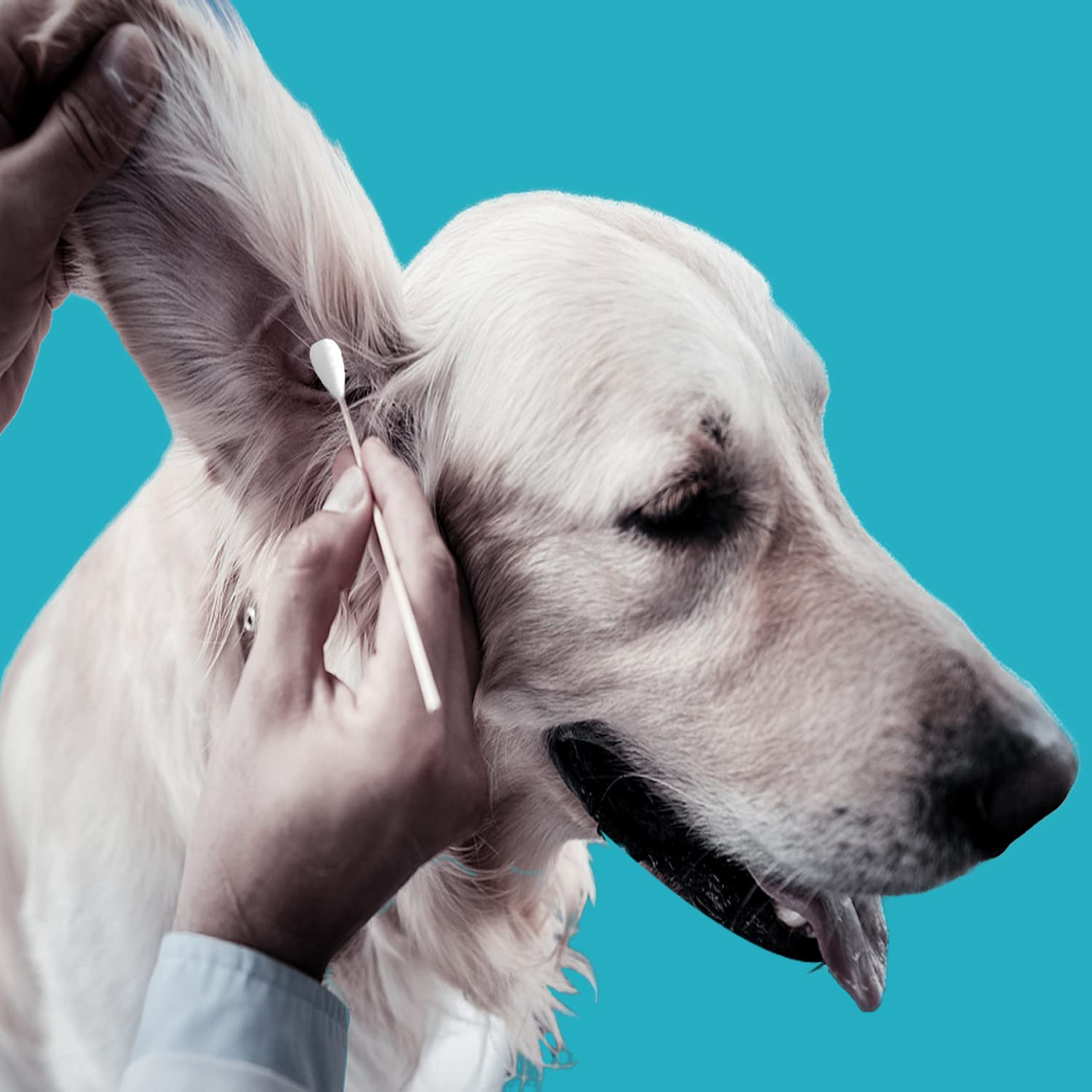 Chenchenchen dog ear swabs closeup reveals cotton head with strong absorption for cleaning.