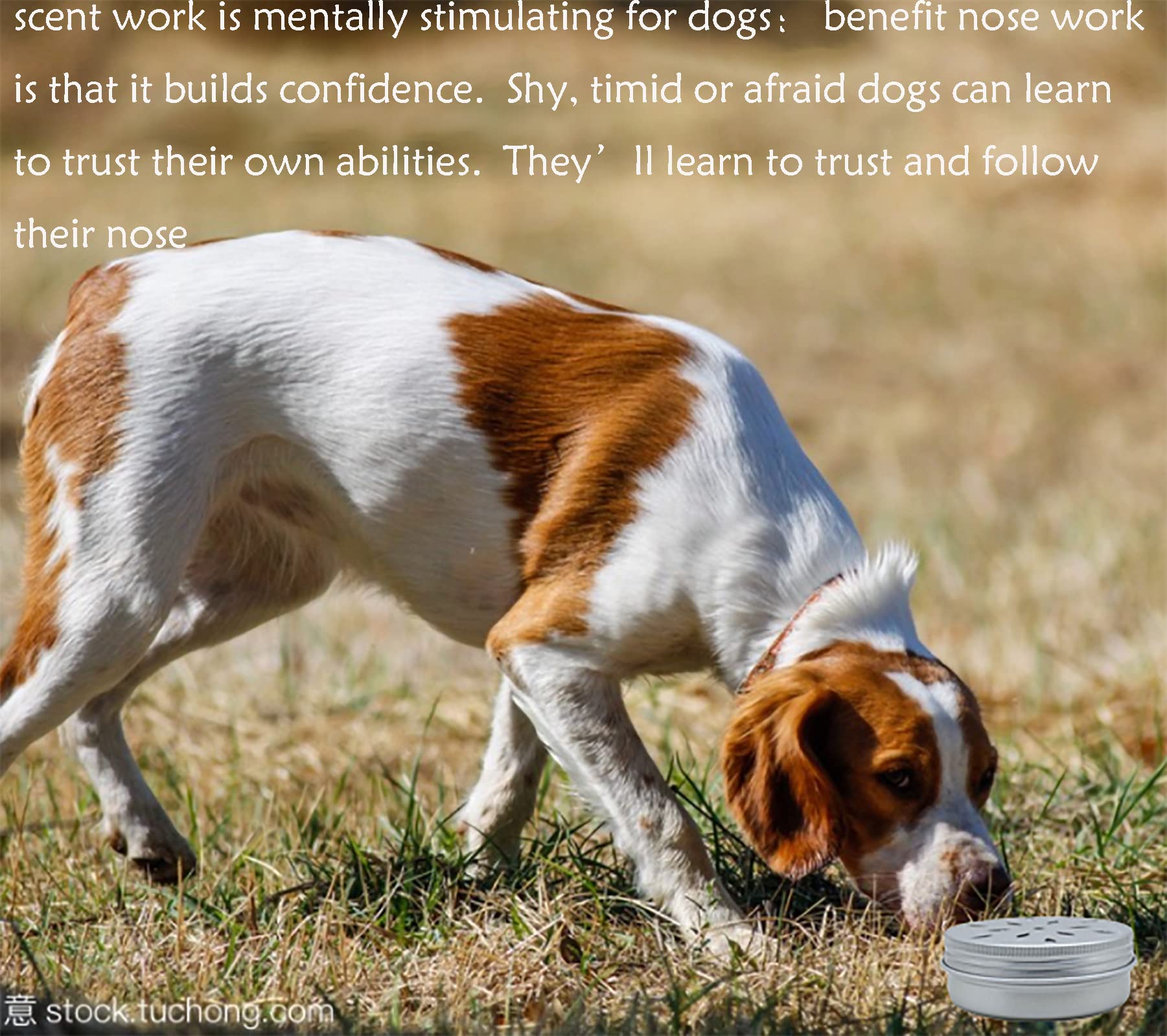 CHENGXINWENHUA dog nose work session using the kit for mental stimulation