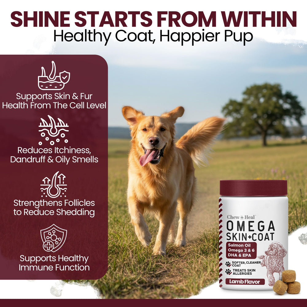 Chew + Heal Labs dog coat shine demonstrates balanced omega nutrition