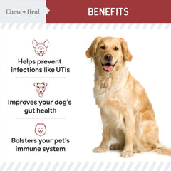 Chew + Heal Labs echinacea presence in dog supplement for immune support.