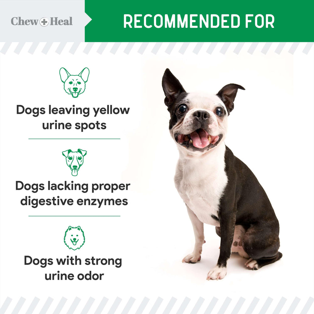Chew + Heal Labs probiotics support digestive health for dogs.