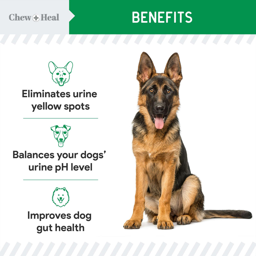 Chew + Heal Labs yard green grass shows potential lawn improvement.