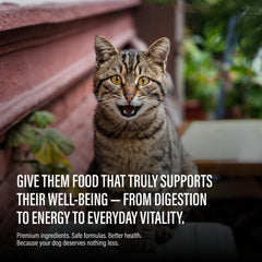 Chewer's Joy pate texture close-up—smooth, easy-to-chew option for picky cats
