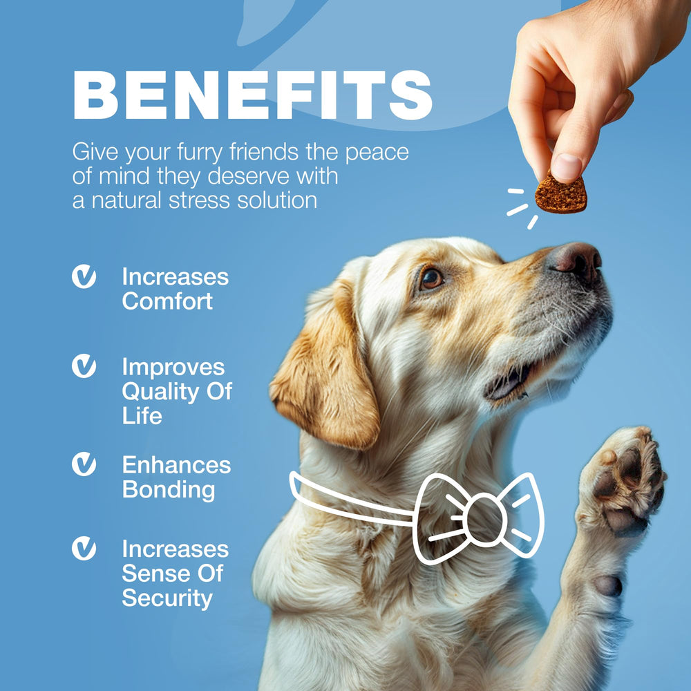 CHEWIA pet-parent confidently offers nightly treats to ease grooming routines