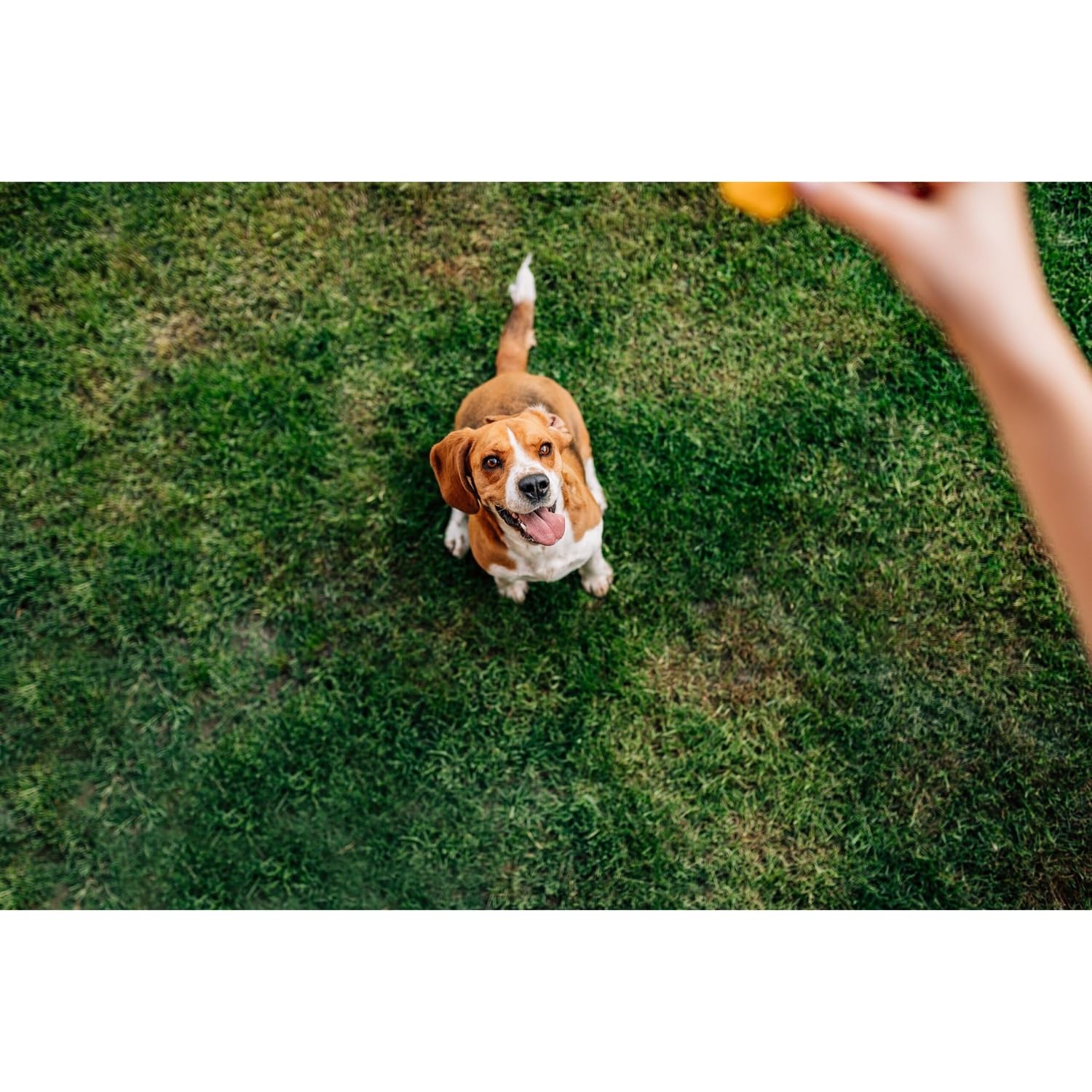 Chip's Naturals Doggie Chicken Chips resealable bag keeps treats fresh and convenient.