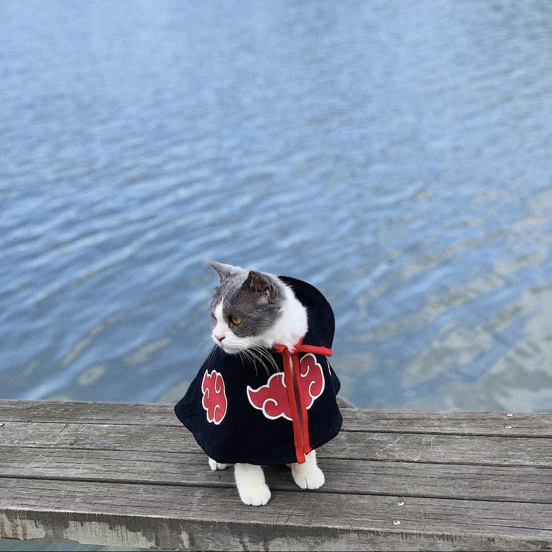 ChoChoCho Akatsuki cosplay cat cloak showing snug fit.