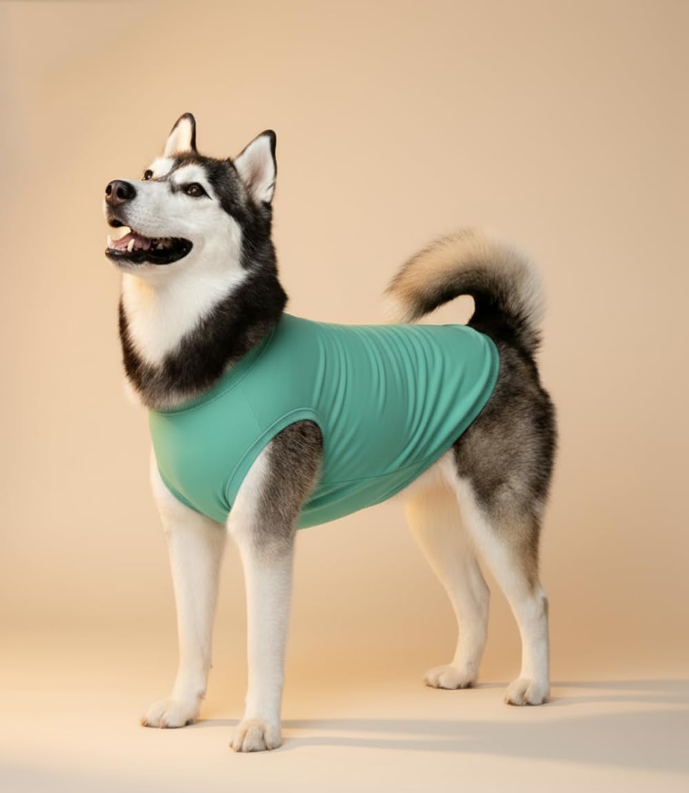 Chol&Vivi light-blue dog shirt shows vibrant color and breathable comfort.