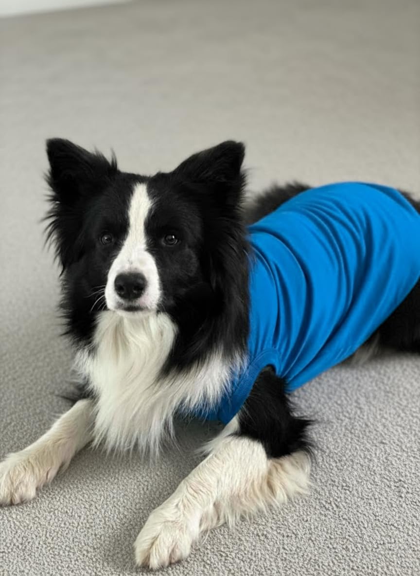 Chol&Vivi dog wearing blue t-shirt during a casual walk.