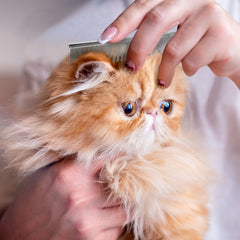 Chris Christensen rounded corners prevent friction and breakage during brushing sessions.