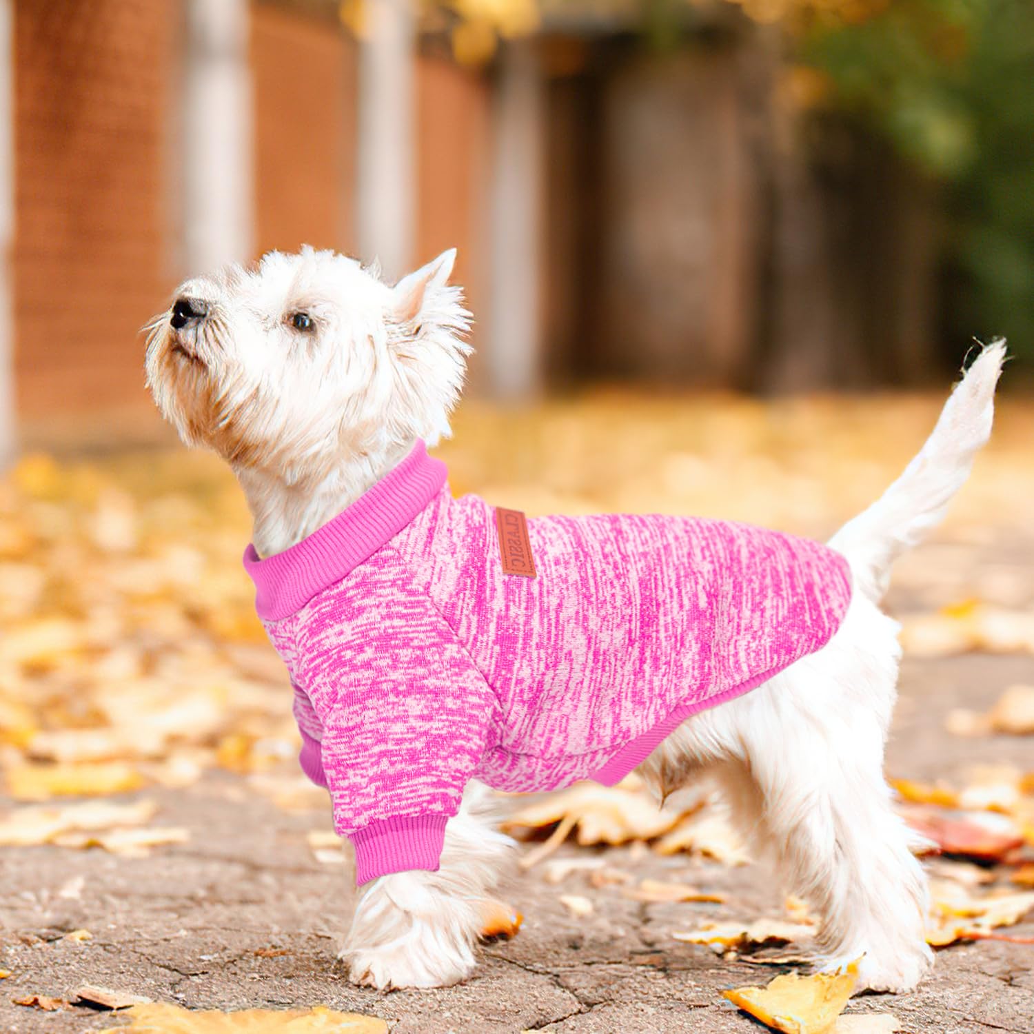 Christmas dog sweater ensemble adds playful holiday style for pups.
